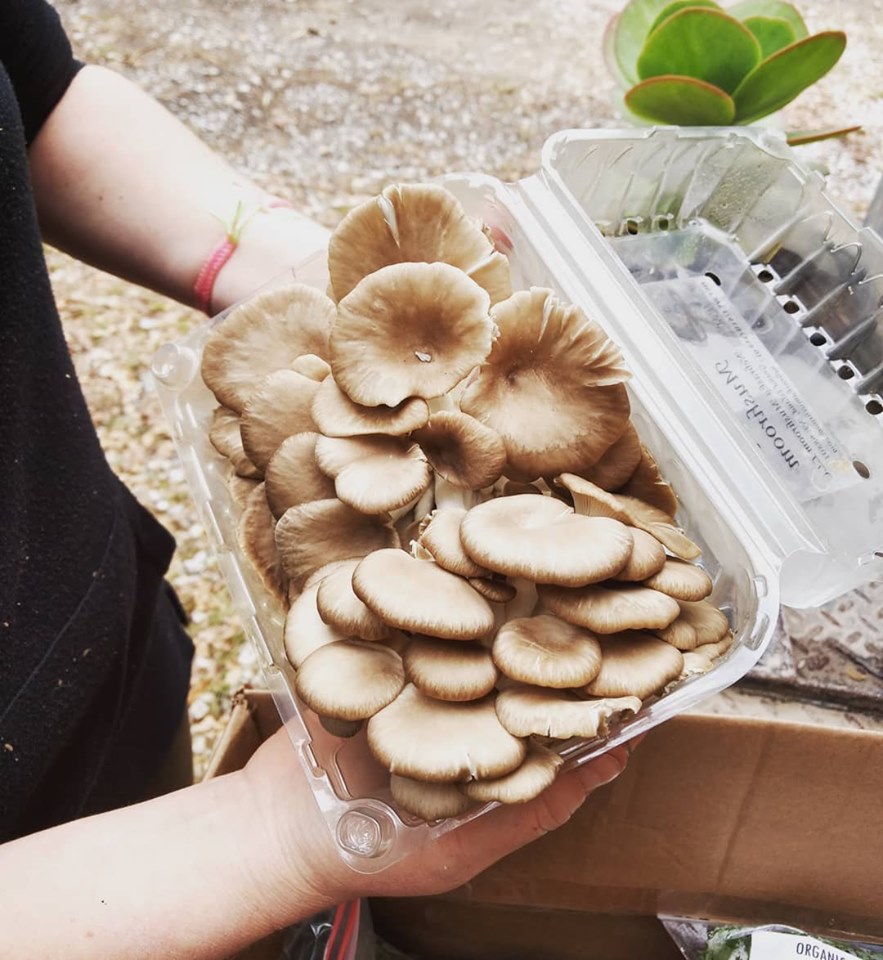 image of mushrooms