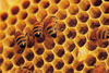 Honey Comb with bees