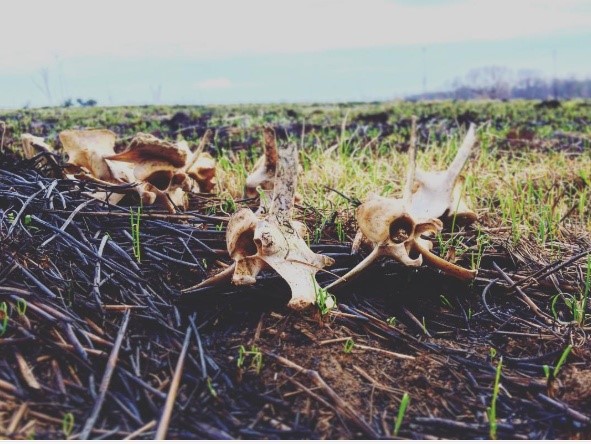 image of animal skulls in field