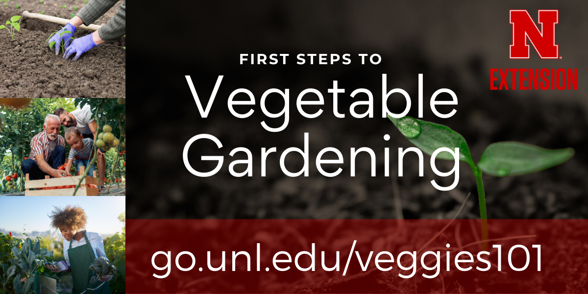 First Steps to Vegetable Gardening