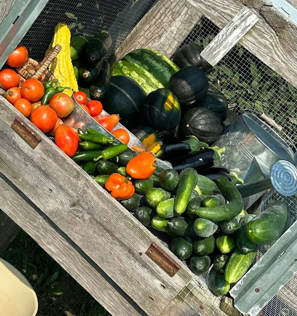 Freshly harvested vegetables, including cucumbers, tomatoes, squash, and watermelon, in a rustic wooden crate.