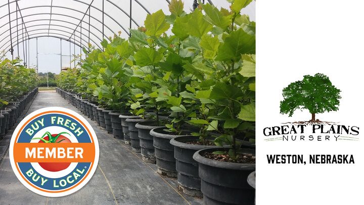 Spotlight photo for Great Plains Nursery showing young plants in a greenhouse