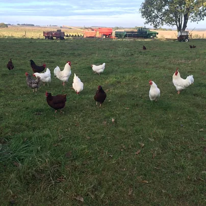 Flock of chickens