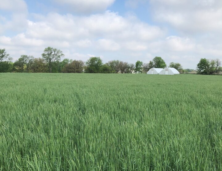 A lush field of winter rye in May at Robinette Farms near Martell, Nebraska. The cover crop of rye was planted to nourish future vegetable fields and provide spring pasture to laying hens.