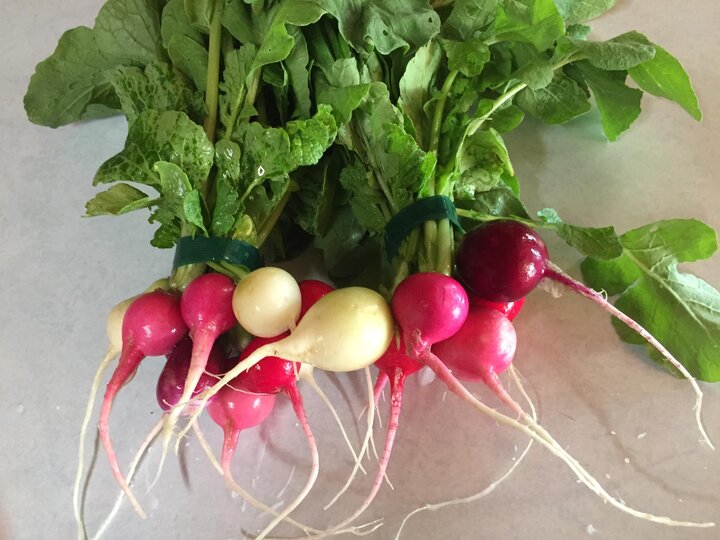 fresh radishes